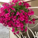 Ca' Toscalina 招待所 卡拉拉